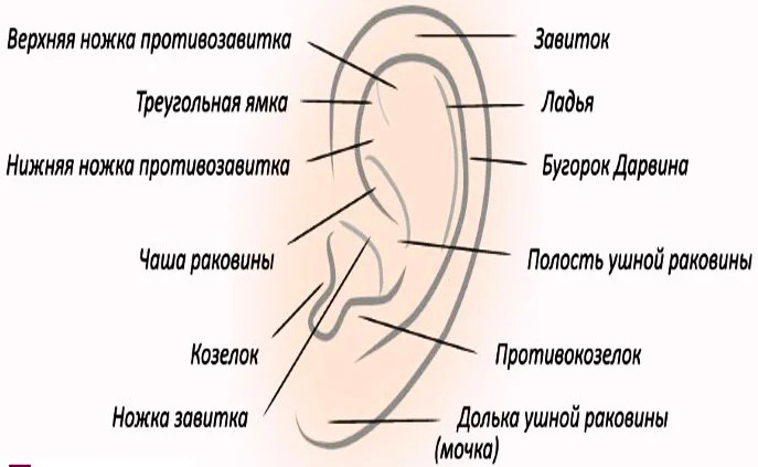 Chirurgia dell'orecchio per le orecchie cadenti. Quanto costa