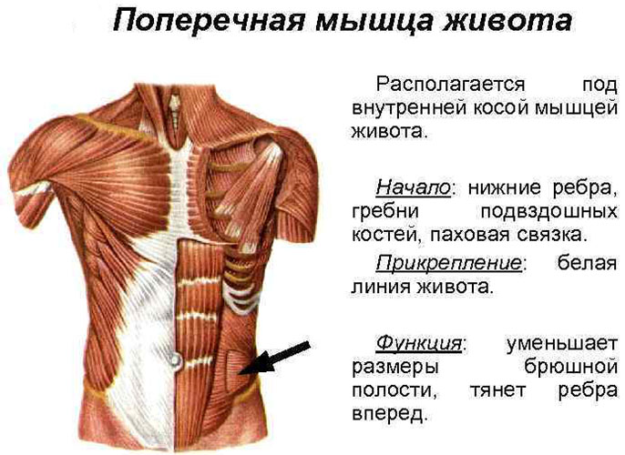 Muscle abdominal transversal. Anatomie, fonction, entraînement des abdominaux