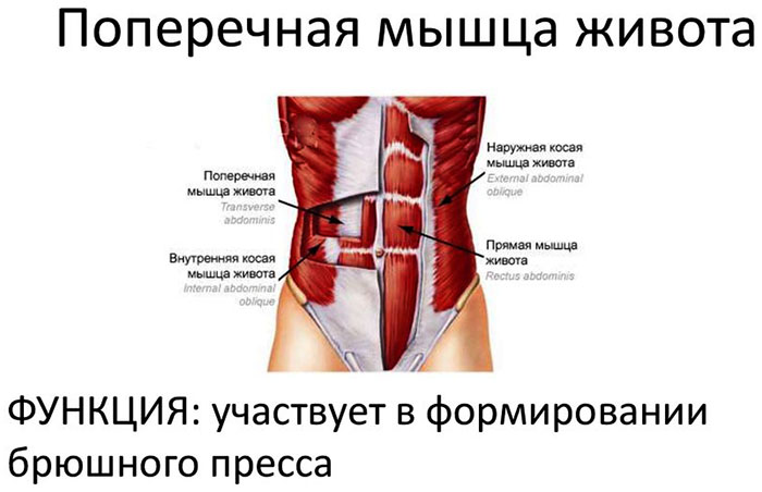 Muscle abdominal transversal. Anatomie, fonction, entraînement des abdominaux