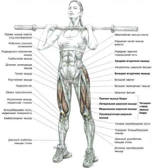 Squats d'haltères de sternum. Technique, quels muscles travaillent, les avantages