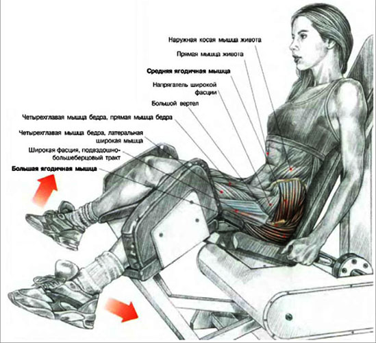 Élevage de jambes dans le simulateur assis, penché en avant, debout. Technique