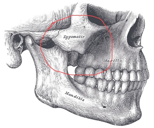 Les pommettes sont l'endroit sur le visage, la photo, l'anatomie, comment faire