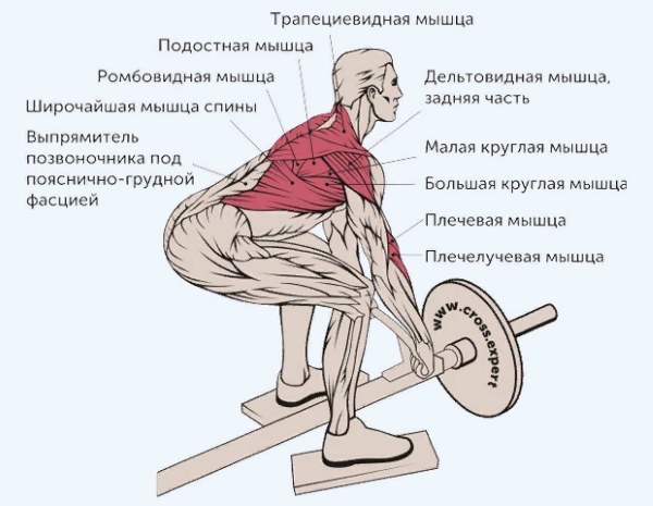 Rangée de barres en T repliées. Quels muscles travaillent, technique d'exécution