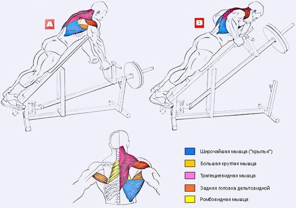 Rangée de barres en T repliées. Quels muscles travaillent, technique d'exécution