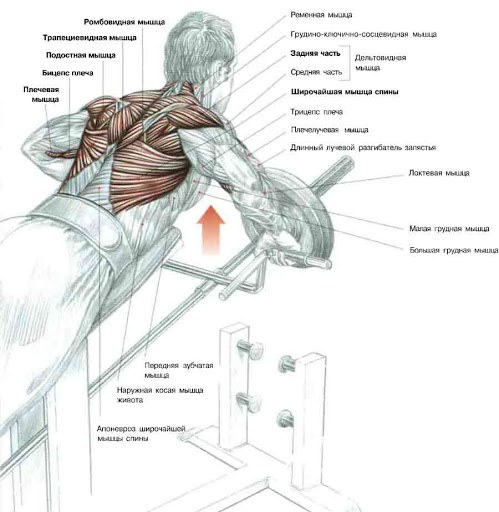 Rangée de barres en T repliées. Quels muscles travaillent, technique d'exécution