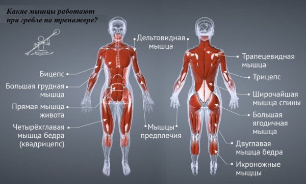 Simulateurs d'aviron (aviron) pour la maison. Quels muscles travaillent, lequel est le meilleur