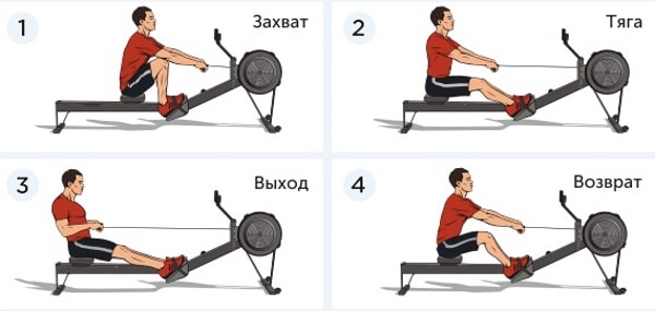 Simulateurs d'aviron (aviron) pour la maison. Quels muscles travaillent, ce qui est mieux